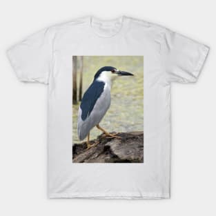 Black Capped Night Heron T-Shirt